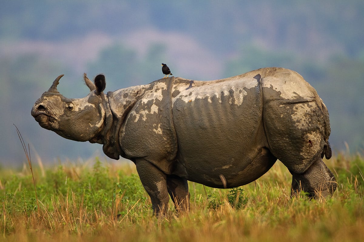 Kaziranga Wildlife